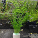 米詅 印度竹節草養不死水草植物孔雀魚(yú)蝦躲避中后景淡水增氧凈化 竹節草20支帶環(huán)(15厘米以上)