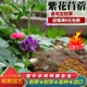 碩雅園藝紫花苜蓿草種子多年生四季養殖牧草種籽喂養豬牛羊雞鴨鵝兔魚(yú)草籽 高純度凈種500g(大葉高產(chǎn))