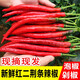辰實【現(xiàn)摘】紅二荊條新鮮 紅辣椒 現(xiàn)摘紅線椒農(nóng)家蔬菜可做剁椒辣 10斤（量多劃算）