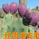 食用仙人掌果樹(shù)苗 仙人掌果苗盆栽水果苗野生仙人掌果苗陽(yáng)臺(tái)庭院 紅肉紫皮果 四年苗當(dāng)年結(jié)果多多