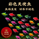天使魚(yú)彩色魚(yú)糖果七彩魚(yú)不褪色彩虹魚(yú)觀(guān)賞魚(yú)淡水小型熱帶魚(yú)燈科魚(yú) 彩色天使魚(yú)4-5厘米10條