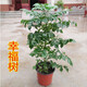 御春閣幸福樹 室內(nèi)盆栽大小樹苗室內(nèi)客廳綠植四季常青盆景植物  幸福50-60厘米1顆(原盆發(fā)貨)