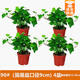 綠有意金邊常春藤盆栽水培花卉植物室內垂吊蘭綠植好養常青長(cháng)青藤 【4盆】90#常春藤(簡(jiǎn)易盆)+營(yíng)養 帶盆栽好