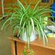 意軒多種吊蘭客廳室內(nèi)辦公室垂吊綠植盆栽花卉 室內(nèi)陽臺垂吊綠植盆栽 金心吊蘭+吊盆+土