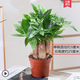 韻沃（YUN WO）發(fā)財樹盆栽大棵綠植花卉室內(nèi)客廳大型辮子發(fā)財樹三桿發(fā)財植物花卉