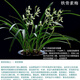 玫絢 蘭花【鐵骨素心】建蘭四季蘭經(jīng)典素心濃香蘭花苗盆栽 鐵骨素梅 5苗連體