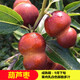 阿木木特大果棗樹苗 嫁接棗子樹苗庭院陽臺盆栽地栽果樹苗南方北方種植 葫蘆棗5年以上結(jié)果苗 75cm-150高度左右