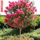 苗彩園藝 美國(guó)紅火箭紫薇苗 百日紅花苗天鵝絨紅火球紫薇花樹苗小苗盆栽庭院景觀風(fēng)景樹苗經(jīng)濟(jì)林苗園林綠化 百日紅紫薇 小苗 80-1米高