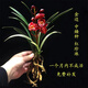 艾瑩蘭花苗建蘭 紅珍珠 金邊中矮種四季好養(yǎng)濃香室內(nèi)花卉盆栽綠植草 紅珍珠金邊 2苗連體