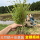 野生中藥材田基黃干地耳草黃花草雀舌草500克整株田基王農(nóng)家散裝