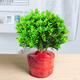 惜林園米蘭花盆栽花卉植物室內(nèi)花苗濃香型四季開花好養(yǎng)凈化空氣陽臺綠植 [肥料]米蘭不含盆(一棵裝) 帶盆發(fā)貨