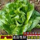 奶油生菜種子可生吃脆甜生菜四季易種植陽(yáng)臺(tái)盆栽生菜蔬菜種子大全 奶油生菜種子【1包 約300?！? title=