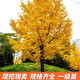 花e流金葉銀杏樹活苗室外樹苗大樹庭院風(fēng)景樹大型行道園林綠化工程苗木 銀杏5公分粗/一級(jí)苗 金葉 其他