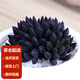 墨一（MOYI）肉肉 多肉植物組合盆栽綠植花卉室內 玉露大顆 乳白色 滇石蓮2-4CM 塑料盆