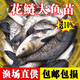 花鰱魚(yú)苗淡水養殖食用活體大尺寸可食用觀(guān)賞冷水魚(yú)鰱魚(yú)四大家魚(yú)胖頭小魚(yú)苗鰱鳙特大大頭魚(yú)苗批發(fā) 120條10-13厘米花鰱魚(yú)苗[加10%防損】