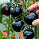 春枝韻春枝韻黑番茄種子四季播種特色進(jìn)口番茄種籽黑西紅柿種子盆栽圣女 進(jìn)口黑蘭朵番茄種子10粒