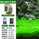 瘋狂水草（FKSC）魚缸造景水草種子水族箱裝飾前景草迷你小對(duì)葉草坪活體真水草 小對(duì)葉種子套餐
