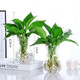 綠蘿盆栽室內(nèi)好養(yǎng)植物客廳四季常青水培植物花卉大葉長藤大盆批發(fā) 綠蘿送風(fēng)信子玻璃瓶