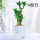 文昌竹4支富貴竹荷花竹開(kāi)運轉運竹帶根室內辦公桌面土培水培盆栽 水培帶玻璃盆(4根竹) 帶盆栽好