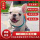 咯咪法斗幼犬活體寵物狗純種法國斗牛犬小型犬奶油虎斑血統藍色法斗 寵物級  公