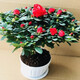 帶花苞發(fā)貨映山紅杜鵑花苗盆栽室內(nèi)庭院植物杜娟花四季開花 紅色杜鵑30厘米高 不含盆