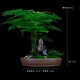 瀚林怡景（HANLINYIJING）文竹盆栽山水盆景植物室內客廳桌面辦公室綠植花卉云竹四季常青 文竹-紫砂盆-觀(guān)音