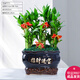 幼薇節(jié)節(jié)高富貴竹植物客廳轉(zhuǎn)運(yùn)綠植盆栽辦公室內(nèi)桌面好養(yǎng)盆景四季常青 九棵富貴竹+深藍(lán)招財(cái)進(jìn)寶瓷盆 帶盆栽好