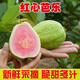 【現摘現發(fā)】紅心芭樂(lè )番石榴 5斤新鮮當季熱帶水果潘巴樂(lè )紅肉特產(chǎn)整箱