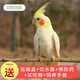 朗繽 鸚鵡活體鳥(niǎo)活物虎皮鸚鵡寵物活鳥(niǎo)玄鳳鸚鵡手養鳥(niǎo)會(huì )說(shuō)話(huà)幼鳥(niǎo)幼崽 黃化玄鳳 1只