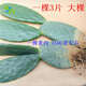 馨音 墨西哥米邦塔食用仙人掌食用仙人掌種植做菜觀(guān)賞仙人掌現割 一棵3片/大棵帶根