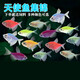 墨之瑤青蘋(píng)果天使魚(yú)檸檬天使魚(yú)觀(guān)賞熒光彩裙綠衣紫衣天使魚(yú)小型魚(yú)活體魚(yú) 六色天使套餐（7條+備損2條）