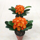 帶盆帶土6年大苗綠植盆栽室內(nèi)精品花卉君子蘭花苗花卉室內(nèi)花卉鮮花花卉室內(nèi)盆景盆栽綠植君子蘭苗素顏 大將軍君子蘭8-10片帶盆帶土