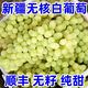 格沃斯（GEWOSI）新疆無核白葡萄新鮮水果一整箱馬奶提子 很少人吃得到爆甜順豐冷鏈 新疆無核白葡萄5斤帶箱