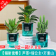 綠有意綠植盆栽多肉花卉盆栽植物室內(nèi)桌面水培綠植辦公室客廳植物懶人 輻射套裝】蘆薈+金鉆+萬重山