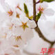 濱淇櫻花樹苗早櫻晚櫻花苗櫻花綠植苗 早晚櫻花小苗高1米10棵源頭直發(fā)