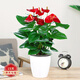 蝴蝶之舞紅掌一帆風(fēng)順盆栽植物室內(nèi)花卉好養(yǎng)土培大盆水養(yǎng)四季常青綠植 紅掌【懶人盆】 含盆