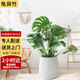 Only you【兩小時(shí)達(dá)】發(fā)財(cái)樹(shù)搖錢樹(shù)龜背竹綠蘿盆栽大型植物公司門口開(kāi)業(yè) 龜背竹