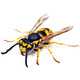 驅派車(chē)貼紙遮劃痕3D立體車(chē)貼動(dòng)物保險杠車(chē)身劃痕遮擋引擎蓋車(chē)門(mén)裝飾 黃蜂