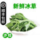 【順豐】羽衣甘藍(lán) 新鮮沙拉菜 都市健康輕食蔬菜 冰草500g