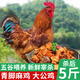 崠鮮農(nóng)家散養(yǎng)土公雞肉新鮮青腳黃雞黑鳳大公雞土雞走地雞整雞雞肉生鮮 黑腳麻公雞5斤*1只 送料包
