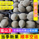 驕瑰精選品質(zhì) 馬來(lái)西亞D197貓山王榴蓮新鮮冷凍保鮮整果帶殼 整箱20斤(大滿(mǎn)足4-6個(gè)大果裝)