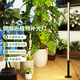 燈強(qiáng)全光譜植物補(bǔ)光燈落地式室內(nèi)無極調(diào)光仿太陽光多肉盆栽綠植生長(zhǎng)燈 173CM-42瓦-三擋定時(shí)-無極調(diào)光