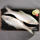 鮮可居漳州市東山縣 冷凍午魚 四指馬鲅 養(yǎng)殖馬友魚 鮮活速凍海鮮 2條【0.9-1.1斤/條】