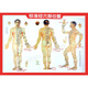 便攜 經(jīng)絡(luò)穴位圖 50CM*30CM 國(guó)家標(biāo)準(zhǔn)經(jīng)穴部位掛圖 男性 針灸穴位掛圖人體穴位中醫(yī)學(xué)經(jīng)絡(luò)腧穴