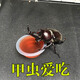 澤馭名寵（ZEYU MINGCHONG）獨(dú)角仙果凍甲蟲果凍獨(dú)角仙飼料螞蟻食物扁鍬果凍寄居蟹食物 15個(gè)黑糖口味