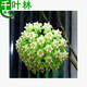新苗特價(jià)球蘭盆栽球蘭花苗小苗 球形花卉 球蘭花室內爬藤花卉盆栽 5號空中之城 不含盆
