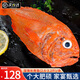 尚致長壽魚新西蘭紅魚新鮮海捕金黃魚新鮮冷凍富貴魚海鮮魚類 長壽魚1條（2.6-3.2斤/條）