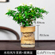 水培綠植物風(fēng)車茉莉花卉盆栽水養(yǎng)小盆景水生樹苗客廳辦公室內(nèi)桌面 風(fēng)車茉莉+直筒玻璃盆