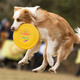 DISC DOG 飛盤狗專用飛盤一星235耐咬專業(yè)狗飛碟邊牧金毛比賽級寵物練訓(xùn)犬玩具 黃色 大號(235mm)