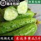 【順豐發(fā)貨】東北旱黃瓜農(nóng)家自種新鮮現(xiàn)摘小青瓜蔬菜孕婦脆水果 5斤【順豐快遞】